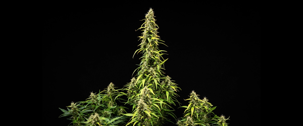 Grow report Wedding Cake Auto: săptămâna 9, maturarea florilor Plantă de canabis Wedding Cake Auto în săptămâna 9 a grow reportului, arătând cola înalte și mature, flori dense și rășinoase, frunze care se decolorează și dezvoltarea finală a înfloririi pe fundal negru.