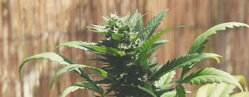 Amnesia Haze Automatic Amnesia Haze Automatic