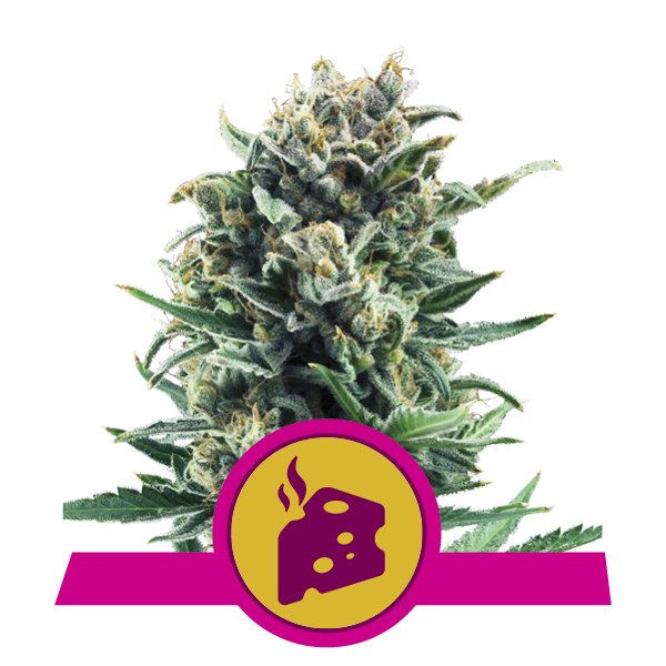 BLUE CHEESE
