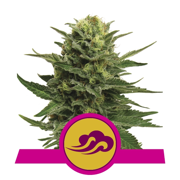 BLUE MYSTIC