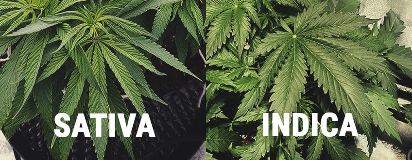 CARE SUNT DIFERENȚELE DINTRE INDICA ȘI SATIVA?