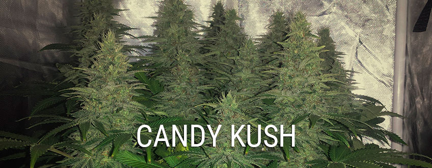 Candy Kush 