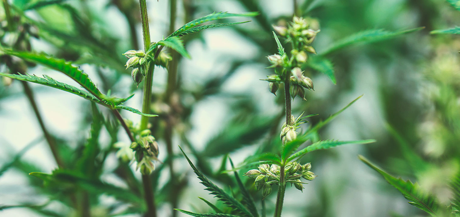 Cum sunt crescute semințele medicinale de marijuana