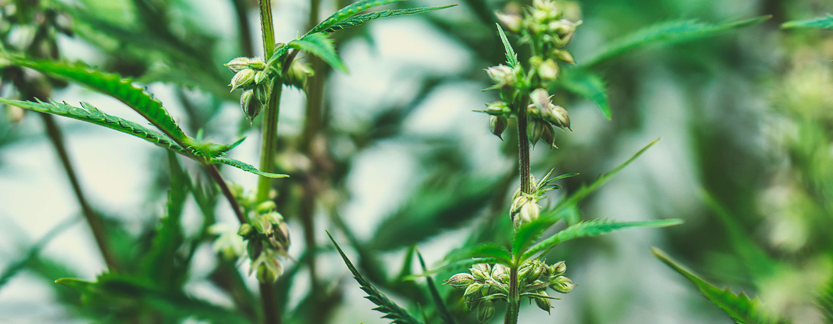 Cum sunt crescute semințele medicinale de marijuana Cum sunt crescute semințele medicinale de marijuana