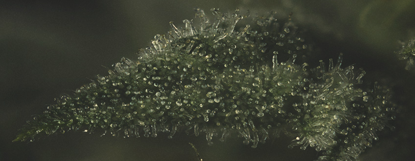 IMPORTANȚA TERPENELOR ÎN CANABIS IMPORTANȚA TERPENELOR ÎN CANABIS
