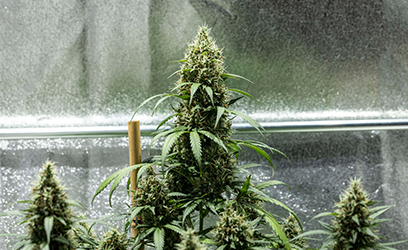 Cookiesgelatoauto_1