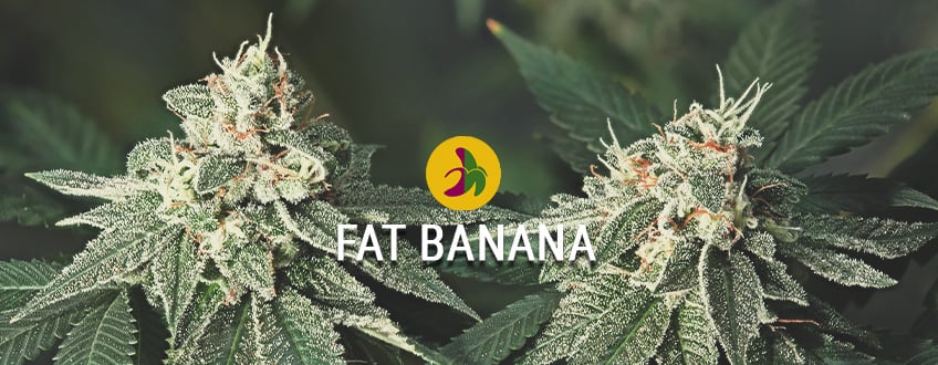 Fat Banana: Cea Mai Mare Și Dură Banana Kush