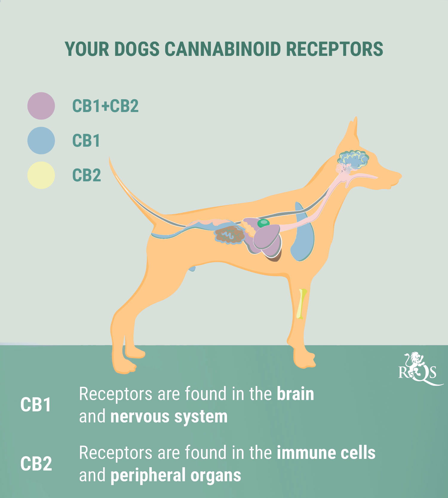 CBD for Dogs: What We Know So Far CBD for Dogs: What We Know So Far