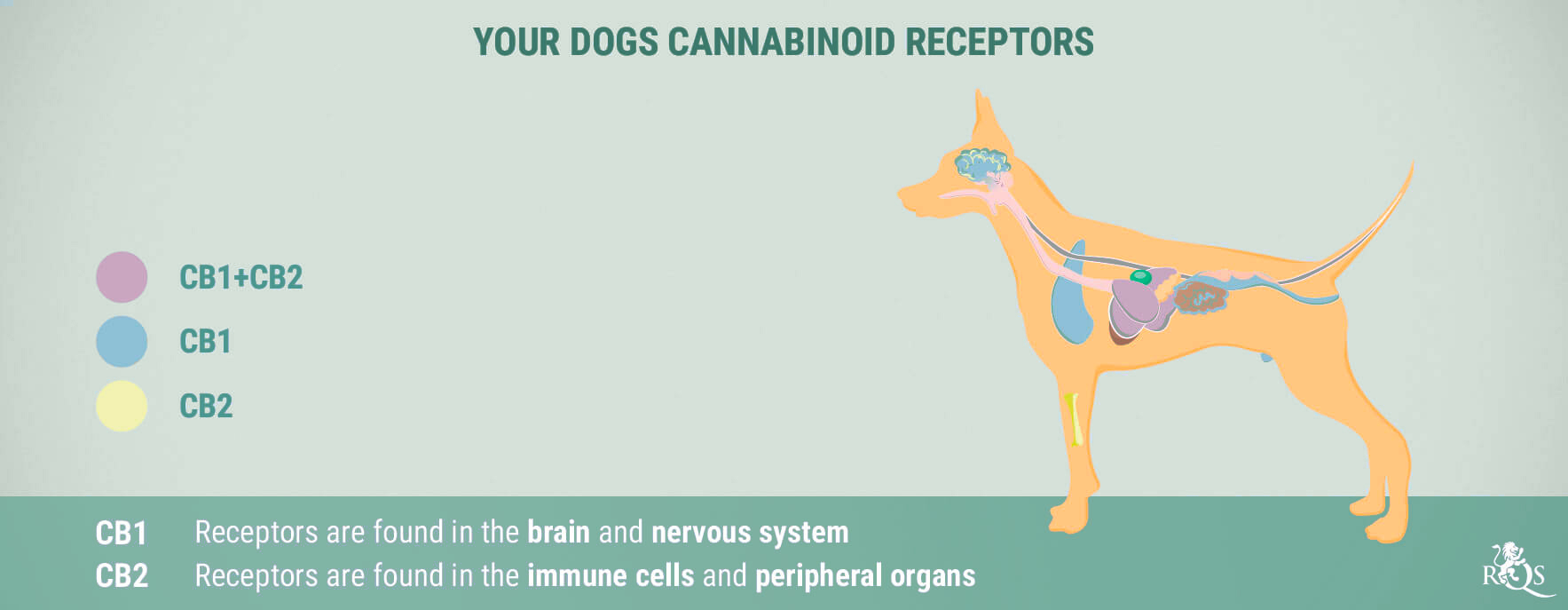 CBD for Dogs: What We Know So Far CBD for Dogs: What We Know So Far