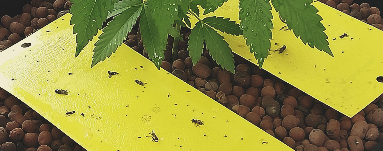 Cum să elimini muștele sciaridae de pe plantele de canabis