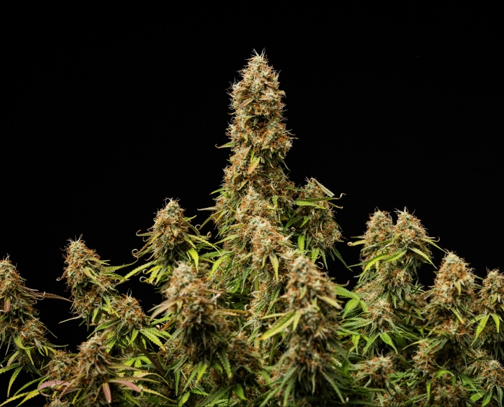 Flori dense și rășinoase, cu o structură complet matură la finalul ciclului