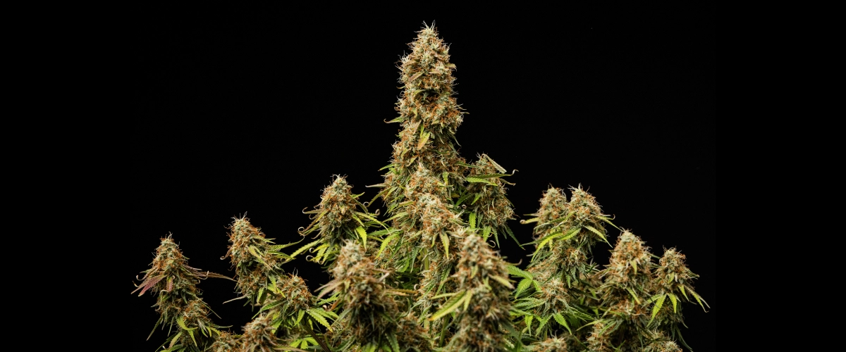 Flori dense și rășinoase, cu o structură complet matură la finalul ciclului