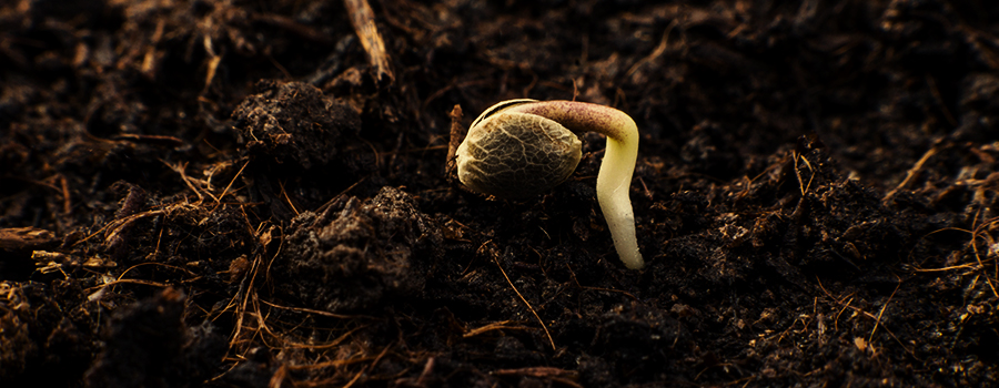 ETAPA 1: GERMINAREA - 1–7 ZILE ETAPA 1: GERMINAREA - 1–7 ZILE