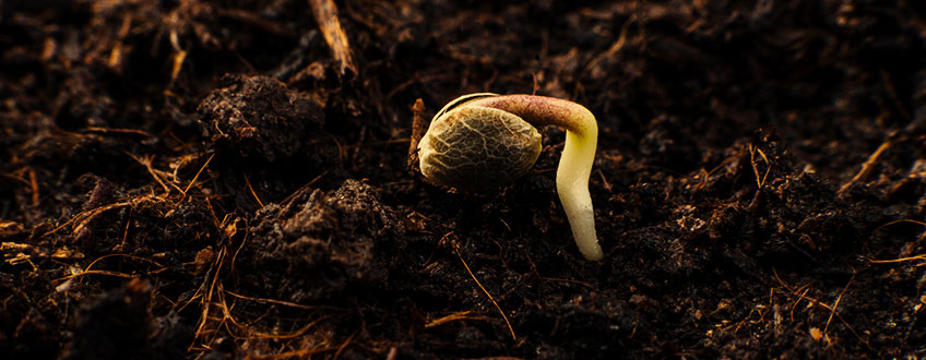 ETAPA 1: GERMINAREA - 1–7 ZILE ETAPA 1: GERMINAREA - 1–7 ZILE