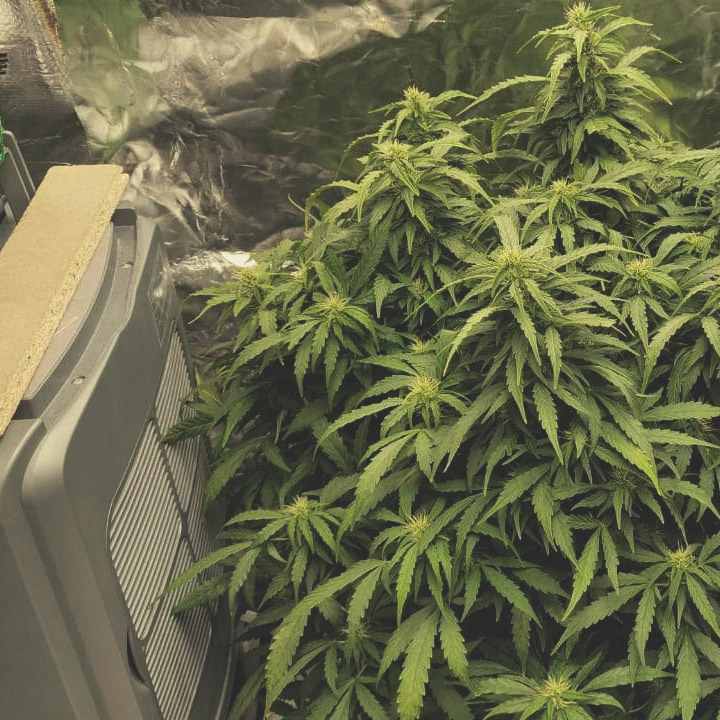 Cum se cultivă semințele autoflorante Cum se cultivă semințele autoflorante