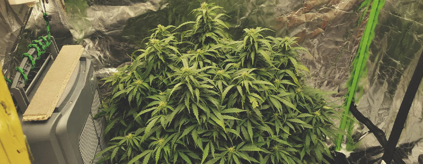 Cum se cultivă semințele autoflorante Cum se cultivă semințele autoflorante