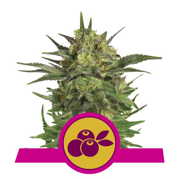 Haze Berry HAZE BERRY