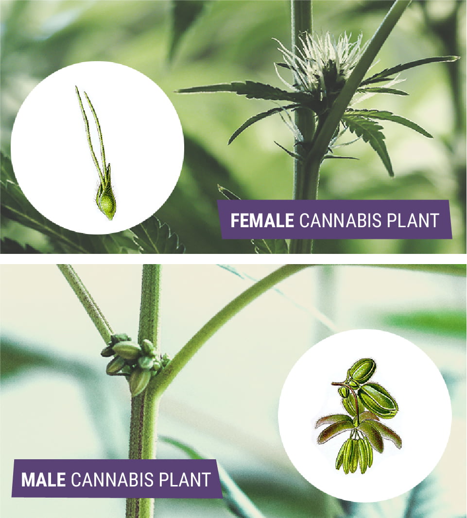 Male vs Female Cannabis: What's The Difference?