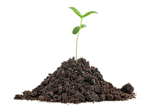 Seedling