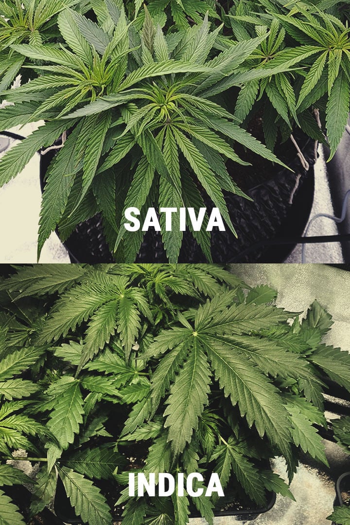 CARE SUNT DIFERENȚELE DINTRE INDICA ȘI SATIVA?