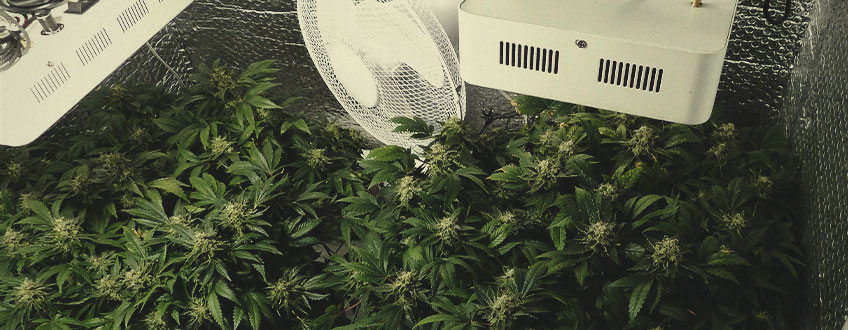 CE INFLUENȚEAZĂ CREȘTEREA SEMINȚEI DE MARIJUANA? CE INFLUENȚEAZĂ CREȘTEREA SEMINȚEI DE MARIJUANA?