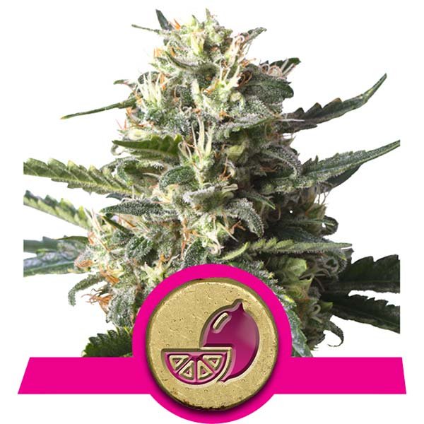 Lemon Shining Silver Haze Royal Queen Seeds