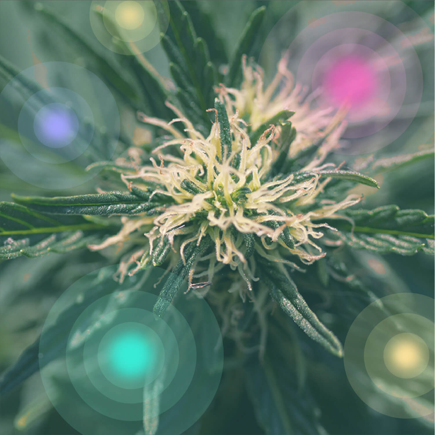 Ce este marijuana medicinală?