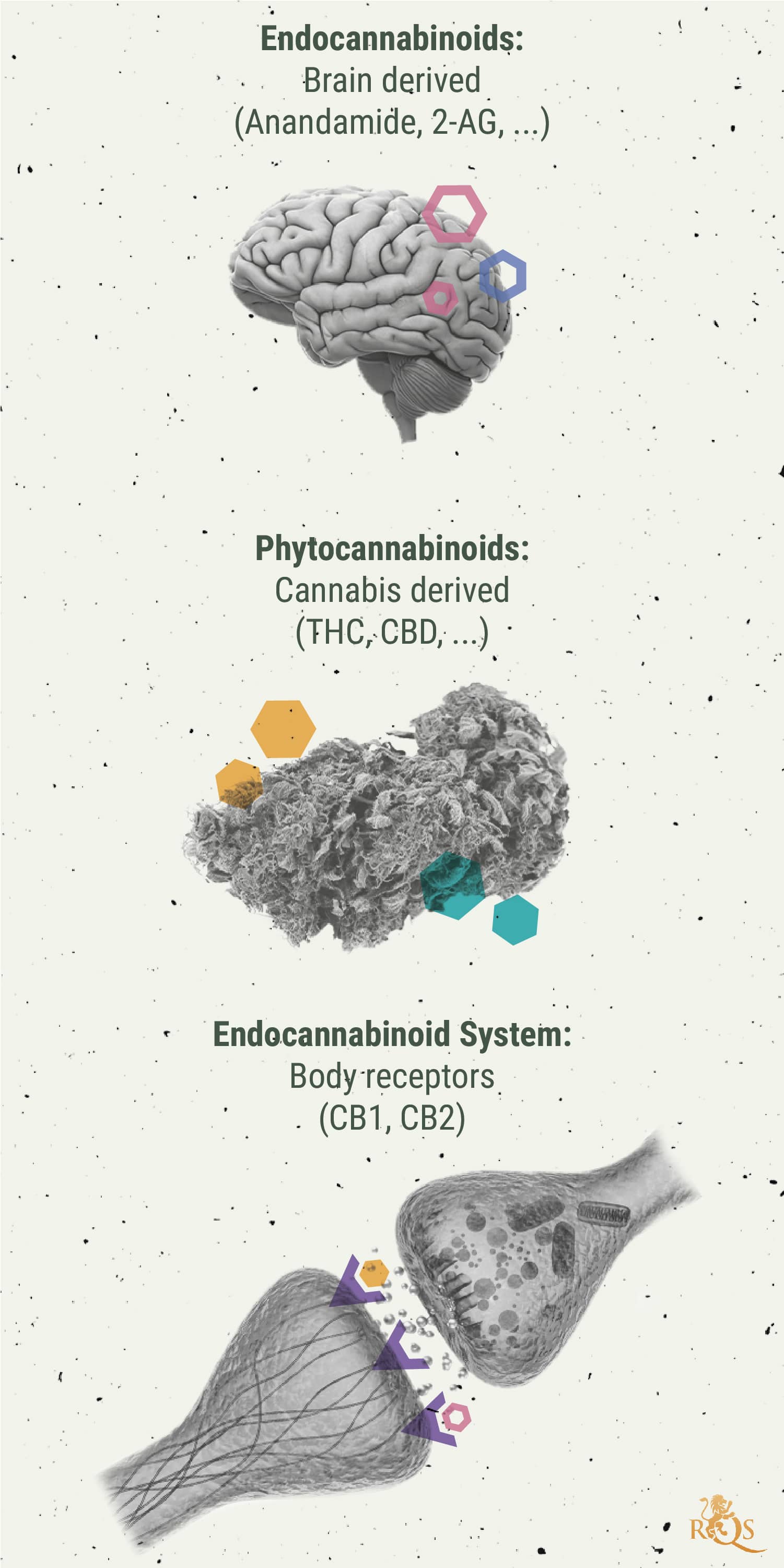 The Link Between Migraines and Cannabis