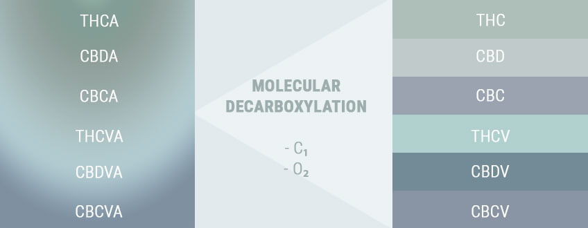 DECARBOXILAREA ACTIVEAZĂ ACIZII