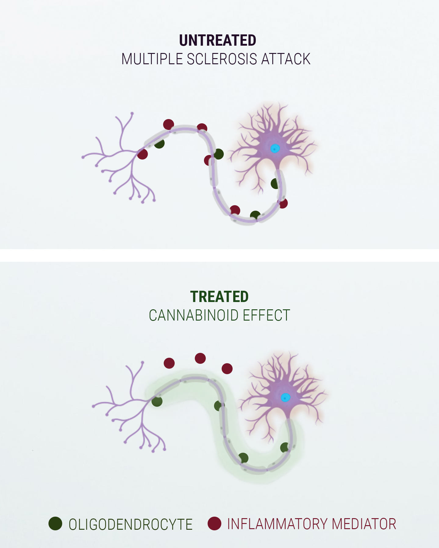 A Word on the Endocannabinoid System