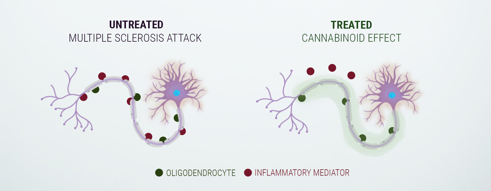 A Word on the Endocannabinoid System A Word on the Endocannabinoid System