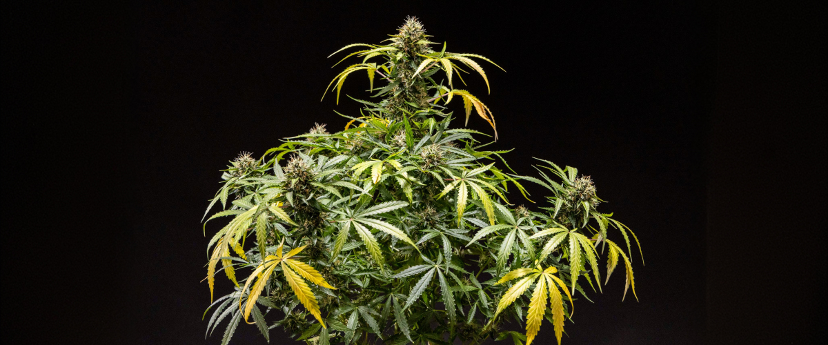 Plantă de cannabis North Thunderfuck cu muguri denși și rășinoși, pistili portocalii și tricomi înghețați în faza finală de înflorire