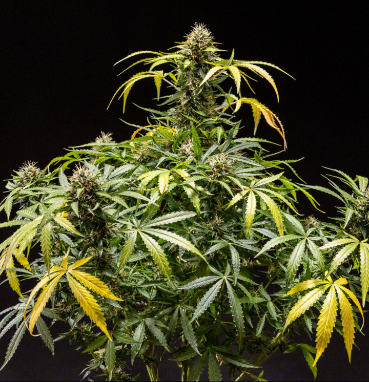 Plantă de cannabis North Thunderfuck cu muguri denși și rășinoși, pistili portocalii și tricomi înghețați în faza finală de înflorire