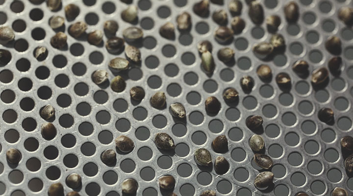 Procesul de control al calității al semințelor Royal Queen Seeds: pas cu pas