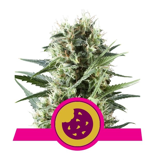 Royal Cookies Royal Cookies