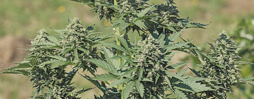 Royal Gorilla Auto Royal Gorilla Auto