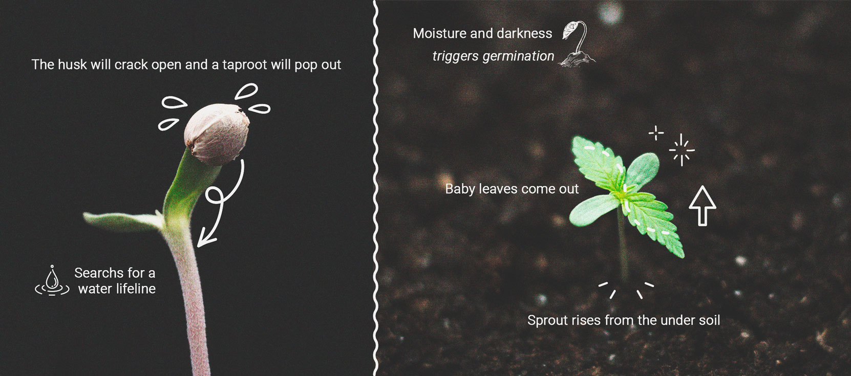 How to Prevent and Fix Stretching in Cannabis Seedlings