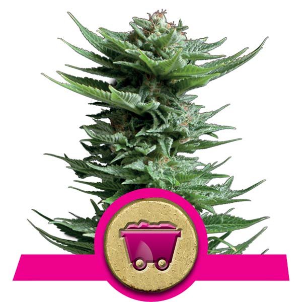 Shining Silver Haze Royal Queen Seeds