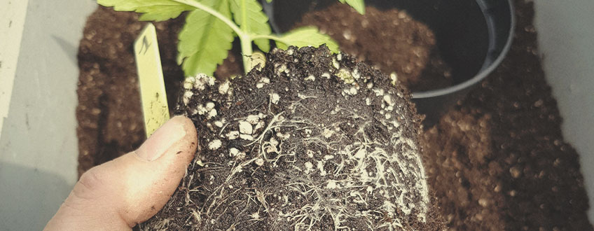 Ce fel de sol să folosești atunci când cultivi canabis la exterior?