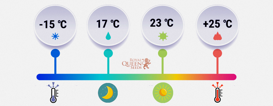 TEMPERATURA DE GERMINARE JOACĂ UN ROL CRUCIAL TEMPERATURA DE GERMINARE JOACĂ UN ROL CRUCIAL