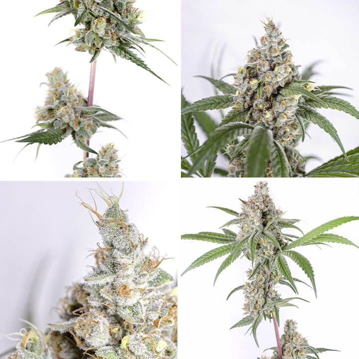 Tropicana Cookies Purple Tropicana Cookies Purple