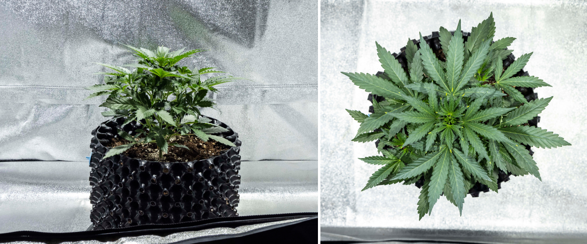 Plantă de cannabis North Thunderfuck în săptămâna 2 de creștere vegetativă timpurie dezvoltând mai multe frunze evantai și un sistem radicular mai puternic în sol sub lumină LED