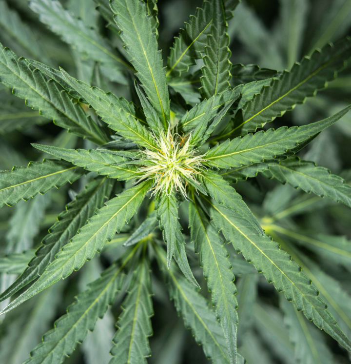 Plantă de cannabis North Thunderfuck în săptămâna 5 de înflorire timpurie, cu pistili albi proaspeți formându-se la locurile mugurilor și frunze evantai sănătoase sub lumină LED