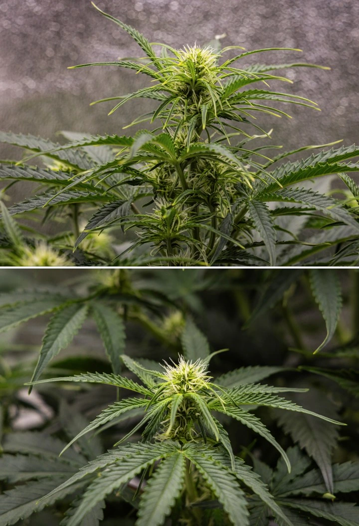 Plantă de cannabis Gaia F1 în săptămâna 5 crescând în sol cu o creștere sănătoasă în faza de înflorire în interior