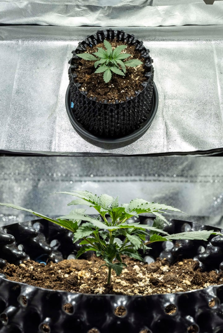 Răsad de cannabis North Thunderfuck în săptămâna 1 cu primele frunze adevărate și creștere timpurie sănătoasă în sol sub lumină LED