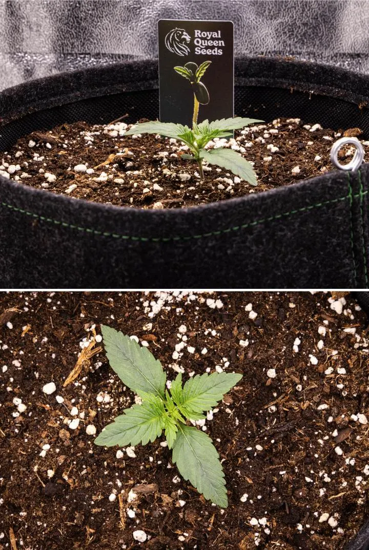 Răsad de cannabis Gaia F1 în săptămâna 1 crescând în sol, cu primele frunze adevărate în dezvoltare și o structură timpurie compactă în condiții de interior