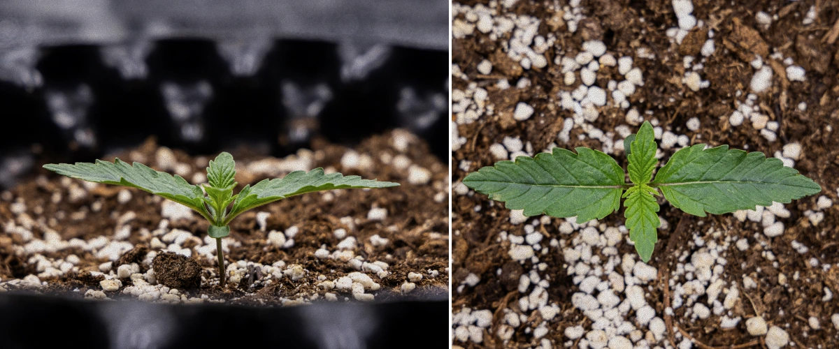 Raport de Cultivare GOAT'lato Auto – Săptămâna 1 Faza de Răsad Raport de Cultivare GOAT'lato Auto – Săptămâna 1 Faza de Răsad