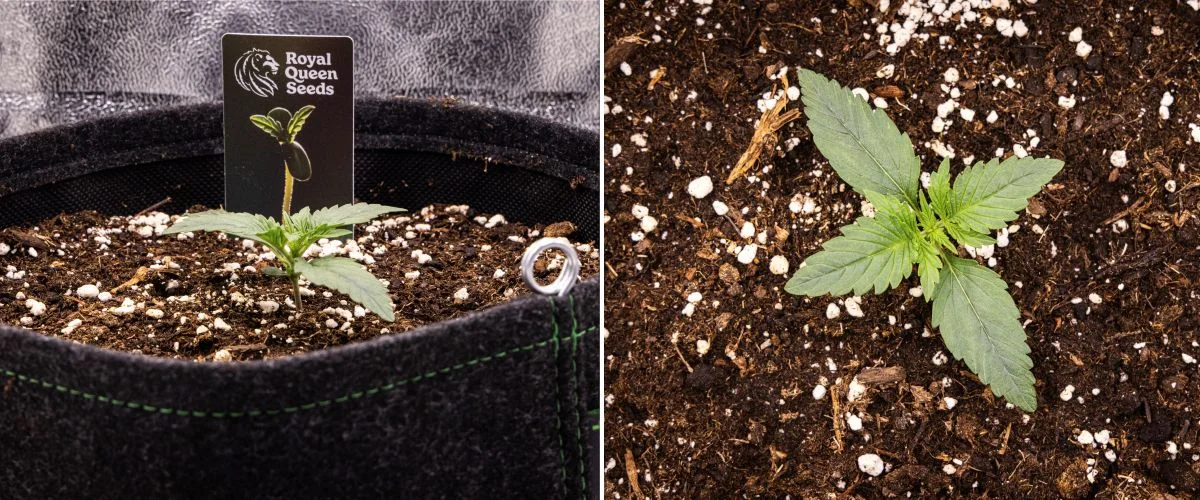 Răsad de cannabis Gaia F1 în săptămâna 1 crescând în sol, cu primele frunze adevărate în dezvoltare și o structură timpurie compactă în condiții de interior