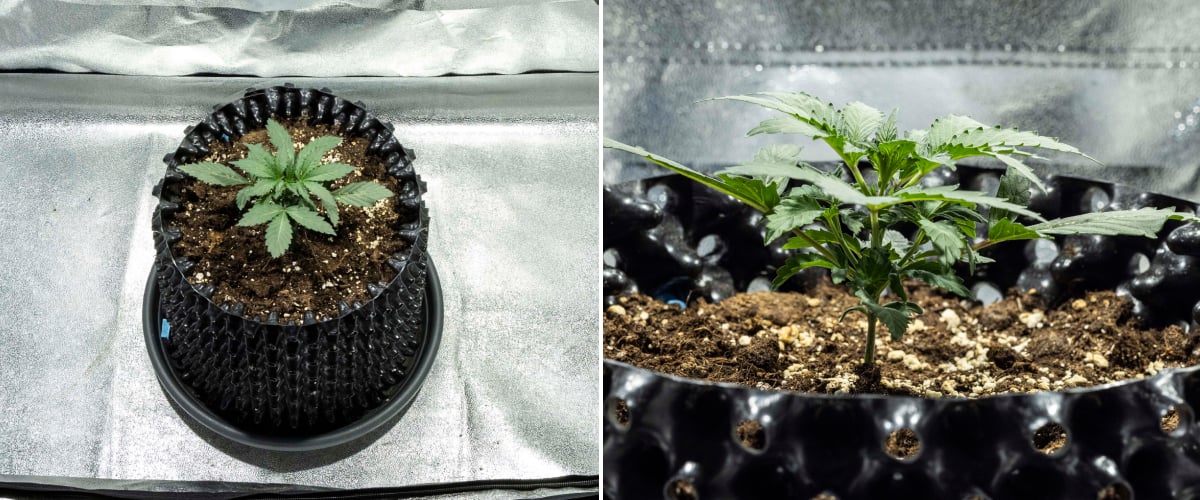 Răsad de cannabis North Thunderfuck în săptămâna 1 cu primele frunze adevărate și creștere timpurie sănătoasă în sol sub lumină LED