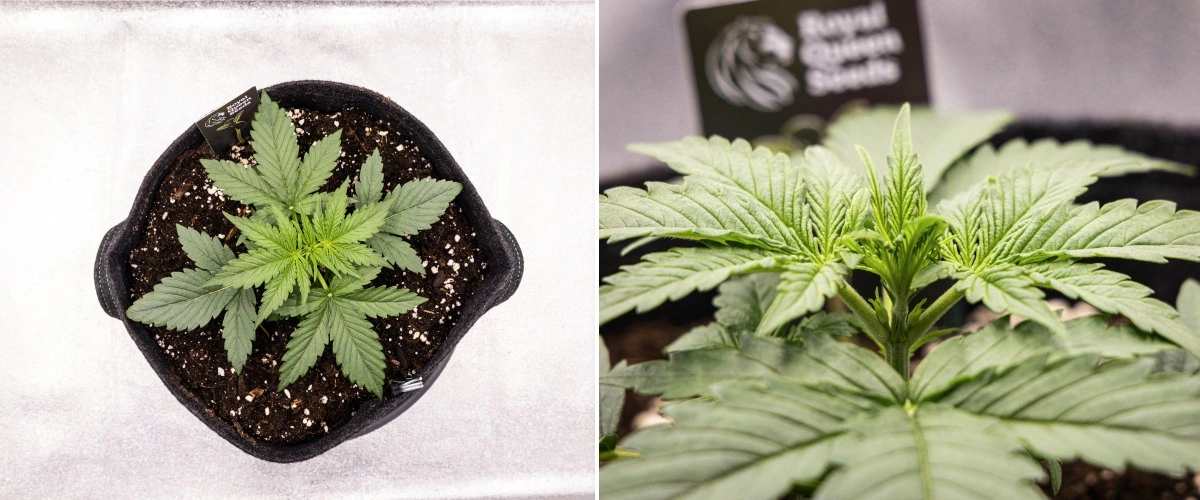 Plantă de cannabis Gaia F1 în săptămâna 2 crescând în sol cu o creștere vegetativă timpurie sănătoasă în interior